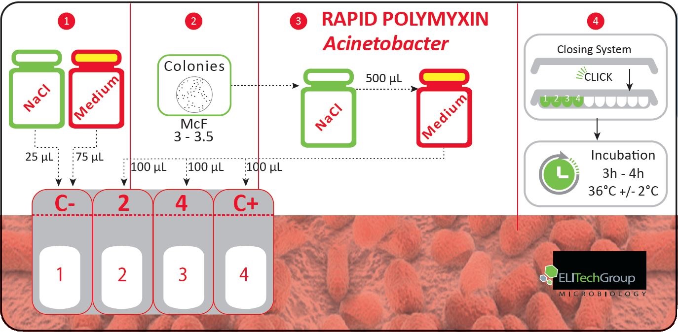 Acinetobacter 1